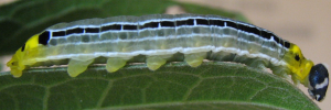 Larvae